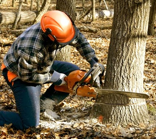 Tree Removal in Olney, IL